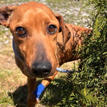 Ester -  Hound Dog for Adoption in Bedford, New Hampshire - Ester | PetCurious