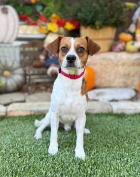 Rescue Beagle Dogs for Adoption in Fairfield, Connecticut - Cooper | PetCurious