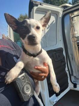 VIRGINIA -  Mixed Breed Dog for Adoption in Dallas, Texas - VIRGINIA | PetCurious