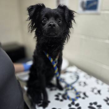 Rescue Chihuahua Dogs for Adoption in Incline Village, Nevada - Kodah | PetCurious