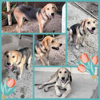 Rescue Labrador Retriever Dogs for Adoption in VERNON ROCKVL, Connecticut - Tulip | PetCurious