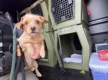 Rescue Mixed Breed Dogs for Adoption in Cincinnati, Ohio - Beowoof | PetCurious