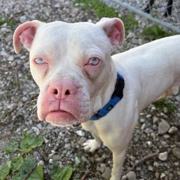 Boxer and Pit Bull Terrier Dogs Available for Adoption in Columbia, Missouri - Kristofferson | PetCurious