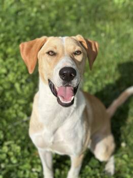 Tito -  Yellow Labrador Retriever and Hound Dog for Adoption in Highland, New York - Tito | PetCurious
