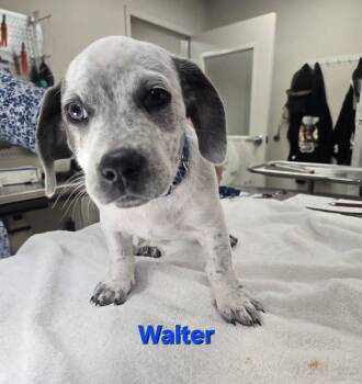 Australian Cattle Dog Blue Heeler Dogs Available for Adoption in Fullerton, Pennsylvania - Walter | PetCurious