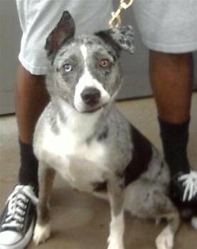 RAINEY -  Mixed Breed Dog for Adoption in Dallas, Texas - RAINEY | PetCurious