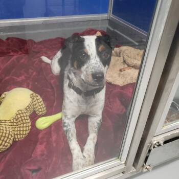 Rescue Australian Cattle Dog Blue Heeler Dogs for Adoption in Phoenix, Arizona - Marmalade | PetCurious