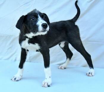 Rescue Border Collie and Terrier Dogs for Adoption in Morton Grove, Illinois - Wilma | PetCurious