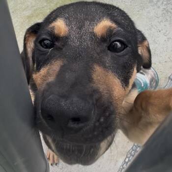 Kenai -  Beagle and Shepherd Dog for Adoption in La Grange, Kentucky - Kenai | PetCurious