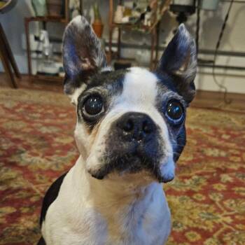 Pepper -  Boston Terrier Dog for Adoption in San Mateo, California - Pepper | PetCurious