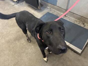 DEAN -  Labrador Retriever and German Shepherd Dog Dog for Adoption in Camarillo, California - DEAN | PetCurious