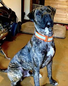 Mastiff Dogs Available for Adoption in Brooks, Maine - Bear | PetCurious