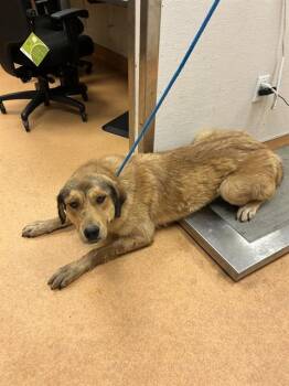 CINDYLOU -  Anatolian Shepherd and Mixed Breed Dog for Adoption in Martinez, California - CINDYLOU | PetCurious