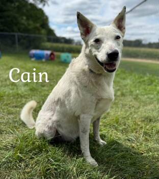 Rescue Shepherd Dogs for Adoption in Quincy, Michigan - Cain | PetCurious