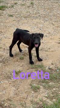 Loretta -  Black Labrador Retriever and Pit Bull Terrier Dog for Adoption in Semmes, Alabama - Loretta | PetCurious
