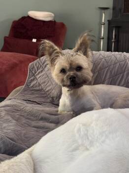 Binnie -  Shih Tzu Dog for Adoption - Binnie | PetCurious