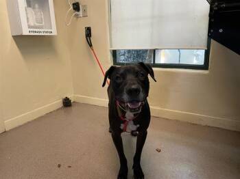 Rescue Pit Bull Terrier and Mixed Breed Dogs for Adoption in Pasadena, California - STORM | PetCurious