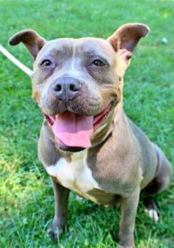Bella -  Pit Bull Terrier and Mixed Breed Dog for Adoption in Morton Grove, Illinois - Bella | PetCurious
