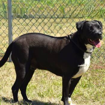 Black Labrador Retriever Dogs Available for Adoption in Wharton, Texas - Elijah  | PetCurious