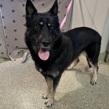 IVHS-Stray-140730 -  German Shepherd Dog Dog for Adoption in San Gabriel, California - IVHS-Stray-140730 | PetCurious