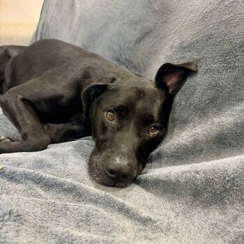 Rescue Mixed Breed Dogs for Adoption in Myrtle Beach, South Carolina - Jackson - In Foster Home | PetCurious