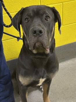 Cane Corso Dogs Available for Adoption - WINNIE | PetCurious