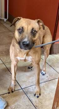 Rescue Mixed Breed Dogs for Adoption in Cincinnati, Ohio - Pocus | PetCurious