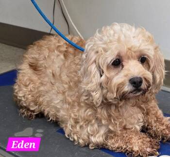 Eden -  Cavapoo Dog for Adoption in Saint Clairsville, Ohio - Eden | PetCurious
