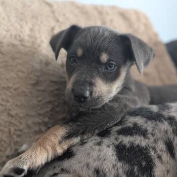 Shepherd and Catahoula Leopard Dog Dogs Available for Adoption - Iowa | PetCurious