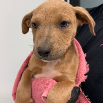Pit Bull Terrier and Cattle Dog Dogs Available for Adoption in Abilene, Texas - Mariposa | PetCurious