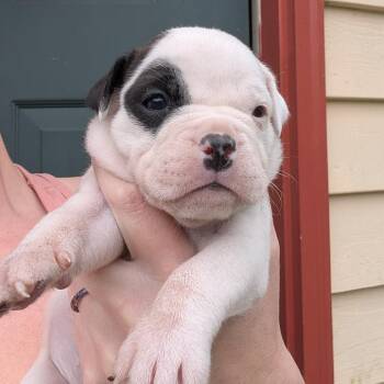 Clarice -  Mixed Breed Dog for Adoption in Dekalb, Illinois - Clarice | PetCurious