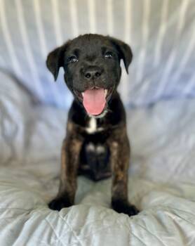 American Staffordshire Terrier and Redbone Coonhound Dogs Available for Adoption in Gulfport, Mississippi - Kovu | PetCurious