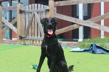 Nico -  Labrador Retriever and Great Dane Dog for Adoption in Chestertown, Maryland - Nico | PetCurious