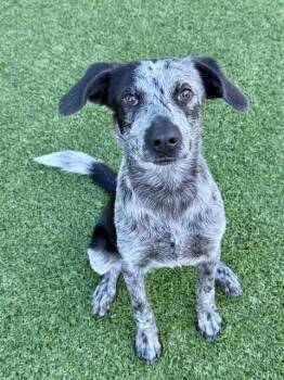 Rescue Mixed Breed Dogs for Adoption in Dallas, Texas - ALLIE | PetCurious