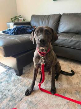 Dr. Temperance Brennan -  Mixed Breed Dog for Adoption in Duluth, Minnesota - Dr. Temperance Brennan | PetCurious