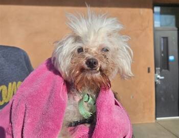 Rescue Mixed Breed Dogs for Adoption in Santa Fe, New Mexico - CECILY | PetCurious