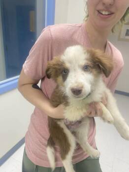 Australian Shepherd Dogs Available for Adoption in Uxbridge, Massachusetts - Winston | PetCurious