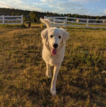 Neve - Bunny -  Akbash Dog for Adoption in Thayne, Wyoming - Neve - Bunny | PetCurious