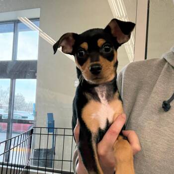 Benito -  Dachshund and Chihuahua Dog for Adoption in St. Augustine, Florida - Benito | PetCurious