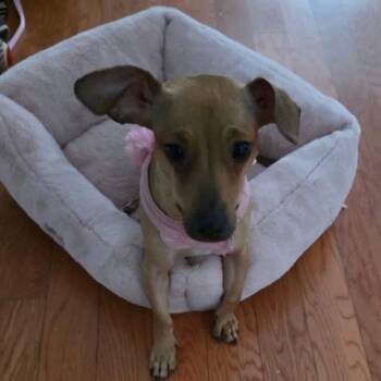 Dachshund Dogs Available for Adoption - Frankie (momma) | PetCurious