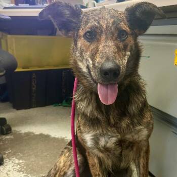 Shepherd and Mixed Breed Dogs Available for Adoption in Bellingham, Washington - Billie | PetCurious