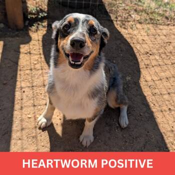 Hope -  Corgi and Australian Cattle Dog Blue Heeler Dog for Adoption in Tishomingo, Oklahoma - Hope | PetCurious