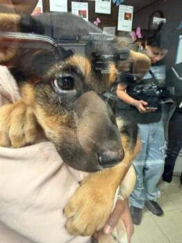 German Shepherd Dog Dogs Available for Adoption in Stockton, California - AZULA | PetCurious