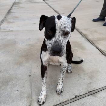 Laurie -  German Shorthaired Pointer Dog for Adoption in Harlingen, Texas - Laurie | PetCurious