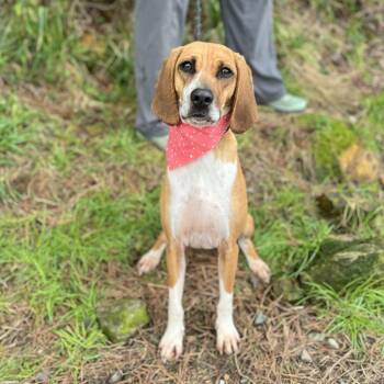 Hound and Mixed Breed Dogs Available for Adoption - Star | PetCurious