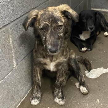 Jett -  Mixed Breed Dog for Adoption in Corbin, Kentucky - Jett | PetCurious