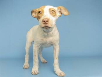 Australian Cattle Dog Blue Heeler Dogs Available for Adoption in Phoenix, Arizona - LYRA | PetCurious