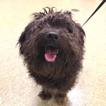 IVHS-Stray-140672 -  Poodle Dog for Adoption in San Gabriel, California - IVHS-Stray-140672 | PetCurious