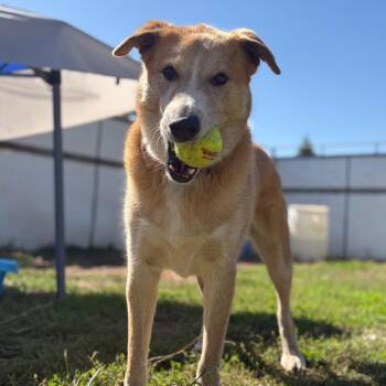 CLYDE -  Husky and Yellow Labrador Retriever Dog for Adoption in Chico, California - CLYDE | PetCurious