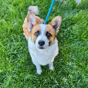 Diggy (Pig) -  Corgi Dog for Adoption in Great Falls, Montana - Diggy (Pig) | PetCurious